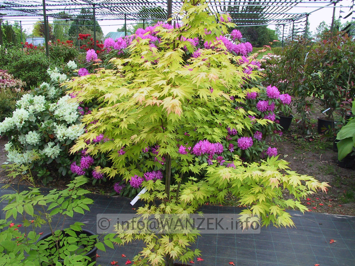 Acer palmatum Orange Dream 04.JPG